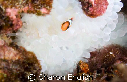 Anemone fish by Sharon English 